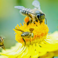 Bee Sting Allergy in Port Hueneme