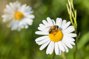 Bee Sting Allergies