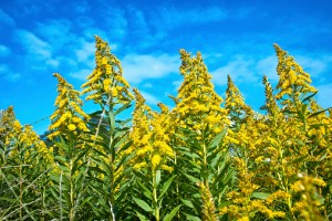 It’s Not Too Late to Treat Fall Ragweed Allergies