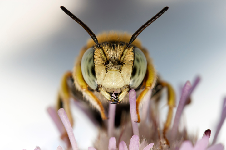 Irretating Insect Are You Allergic to Stinging Insects? There Are Many Aspects of Total ...