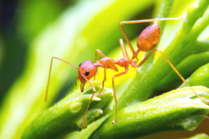Allergic Reactions To Fire Ant Stings