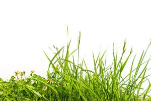 Is Summer Allergies a Myth?