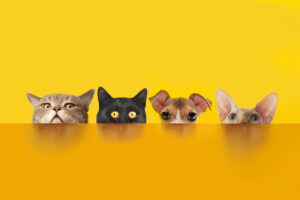 Does Pet Dander Trigger Health Issues for You? Learn How to Reduce the Accumulation of it in Your Home