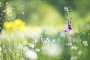 Spring Allergies Are Here: Learn How to Outsmart the Common Symptoms